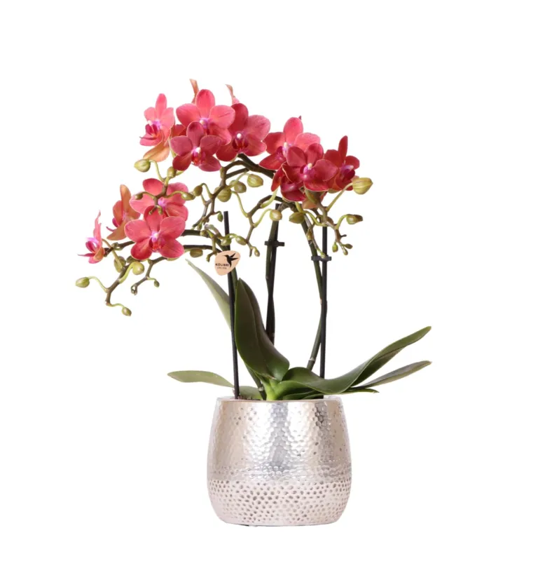 Orchidee (Phalaenopsis) inclusief pot Elite - 40cm