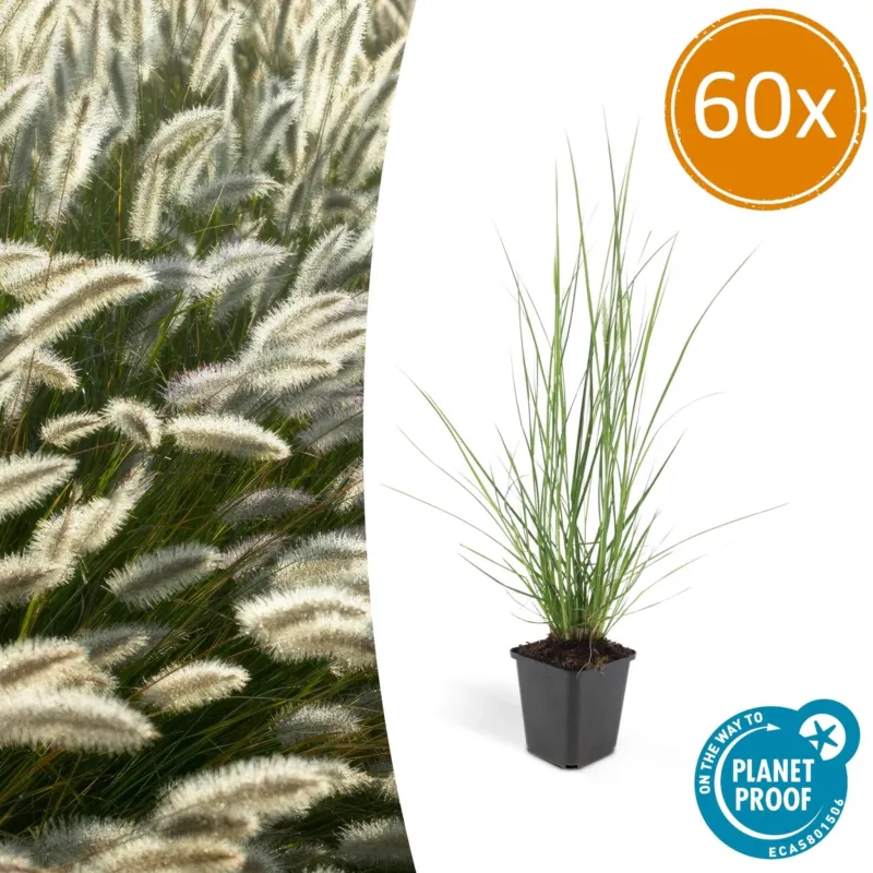 Pennisetum Alopecuroides 'Hameln' - 20cm