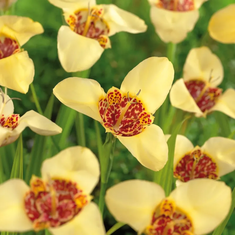 Tigerblume, Tigridia 'Canariensis'
