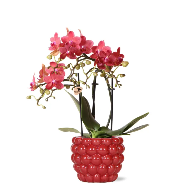 Red Phalaenopsis Orchid – Congo + Berry pot – Ø 9cm – 40cm