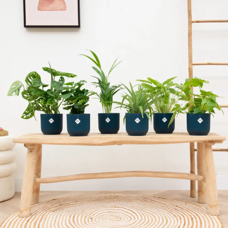 Verrassingsbox - 6 planten inclusief elho Vibes Fold Round Ø14