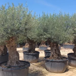 Olijfboom Olea Europaea Bonsai XXXXL - 300 cm