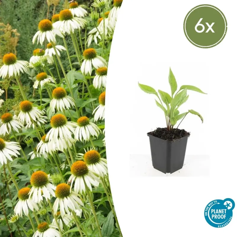 Echinacea purpurea 'White Swan' - 20cm
