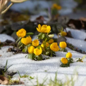Winterling (Eranthis cilicica) – 10 Zwiebeln